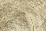 Polished Petrified Wood Slab - Sweet Home, Oregon #289033-1